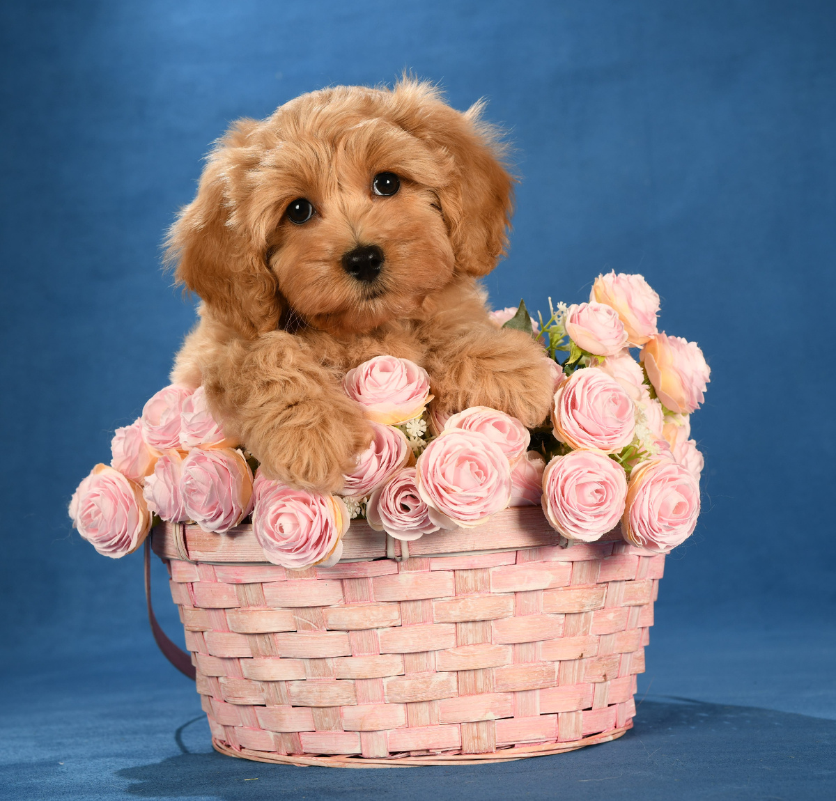 Мальтипу Даяна Мимими дог