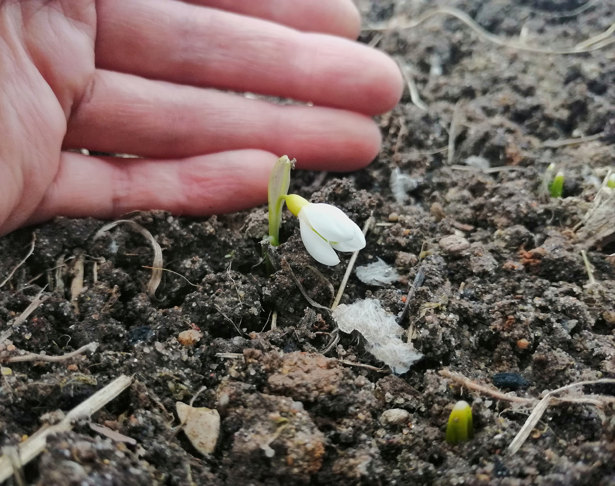 Меньше фаланги мизинца. 