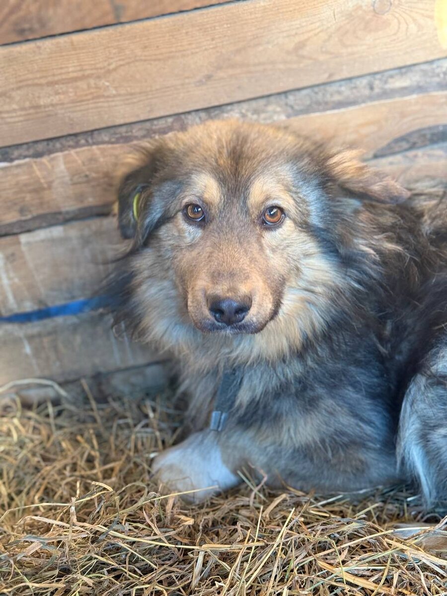 Одна из собак, спасенных из отлова