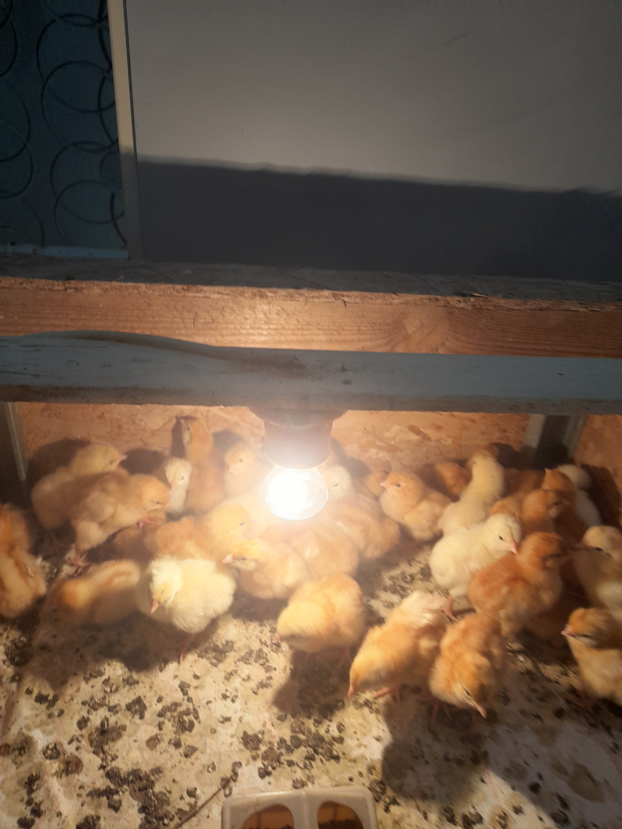 На улице и в сараях еще холодно!