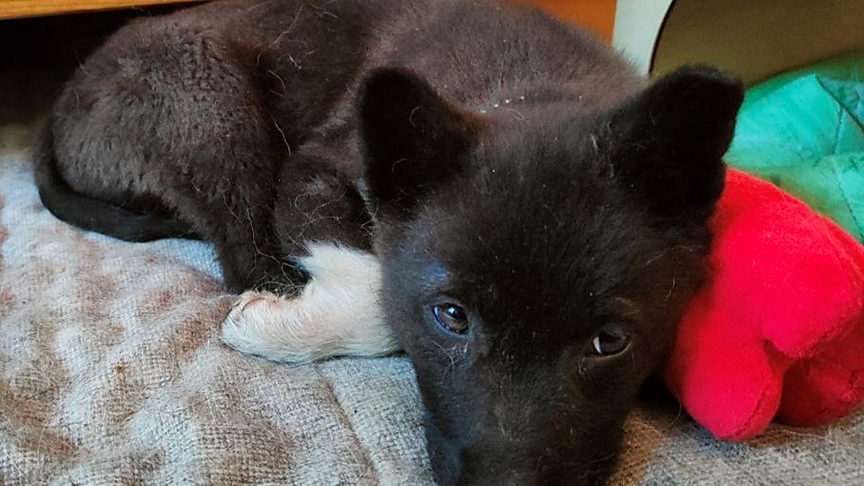 🆘 Срочно! УЛЬЯНОВСК 🆘 Маленький комочек счастья ищет спасения! 🥺