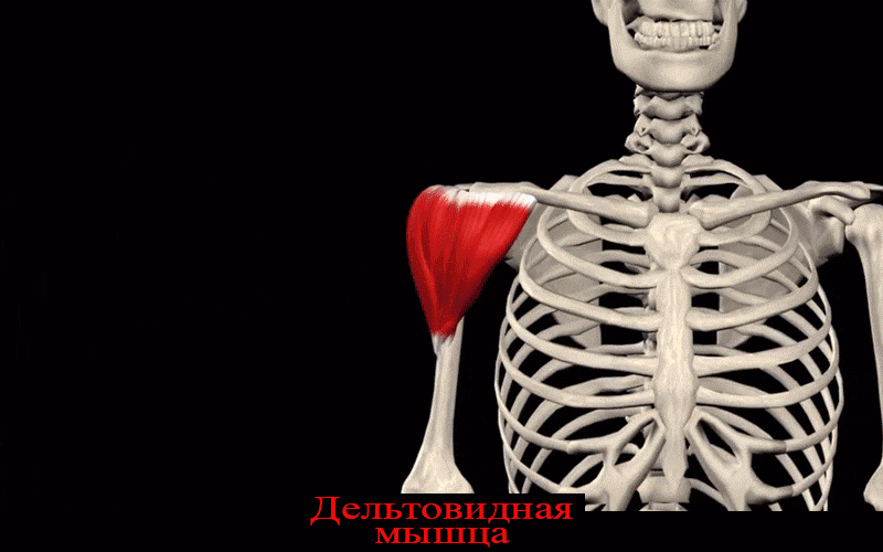 Дельтовидная мышца