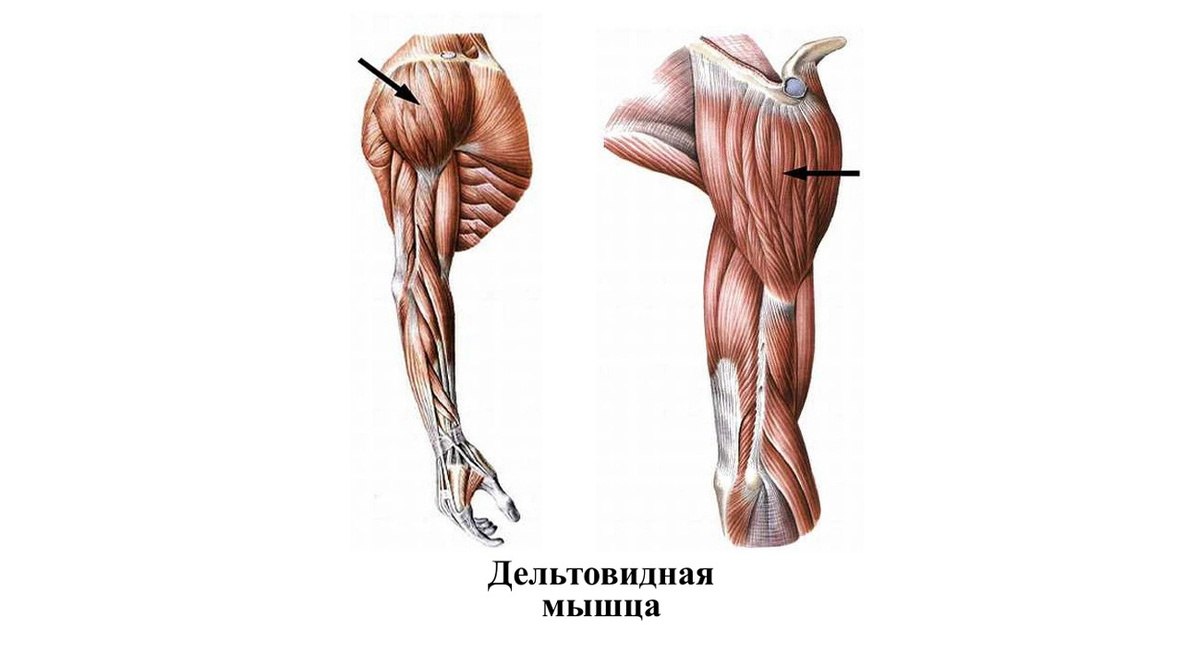 Дельтовидная мышца