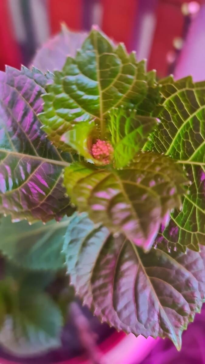 Дождалась цветоносов