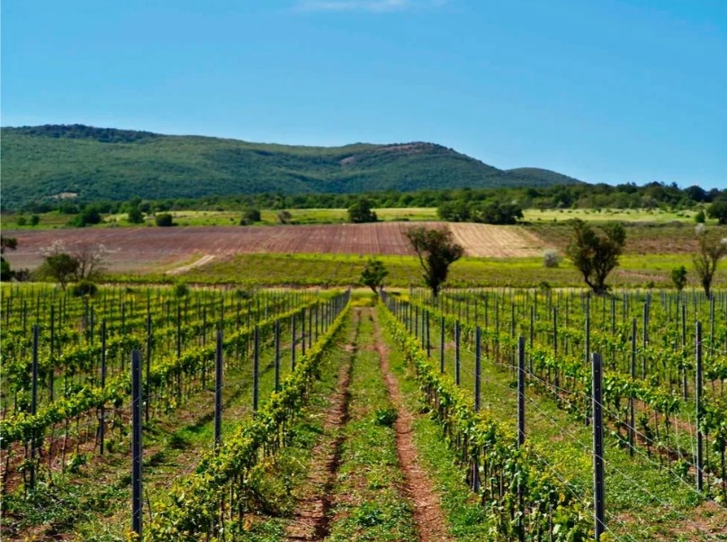 Дивноморские виноградники.