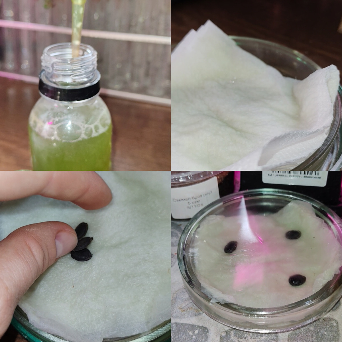 Прорастить их оказывается довольно легко 