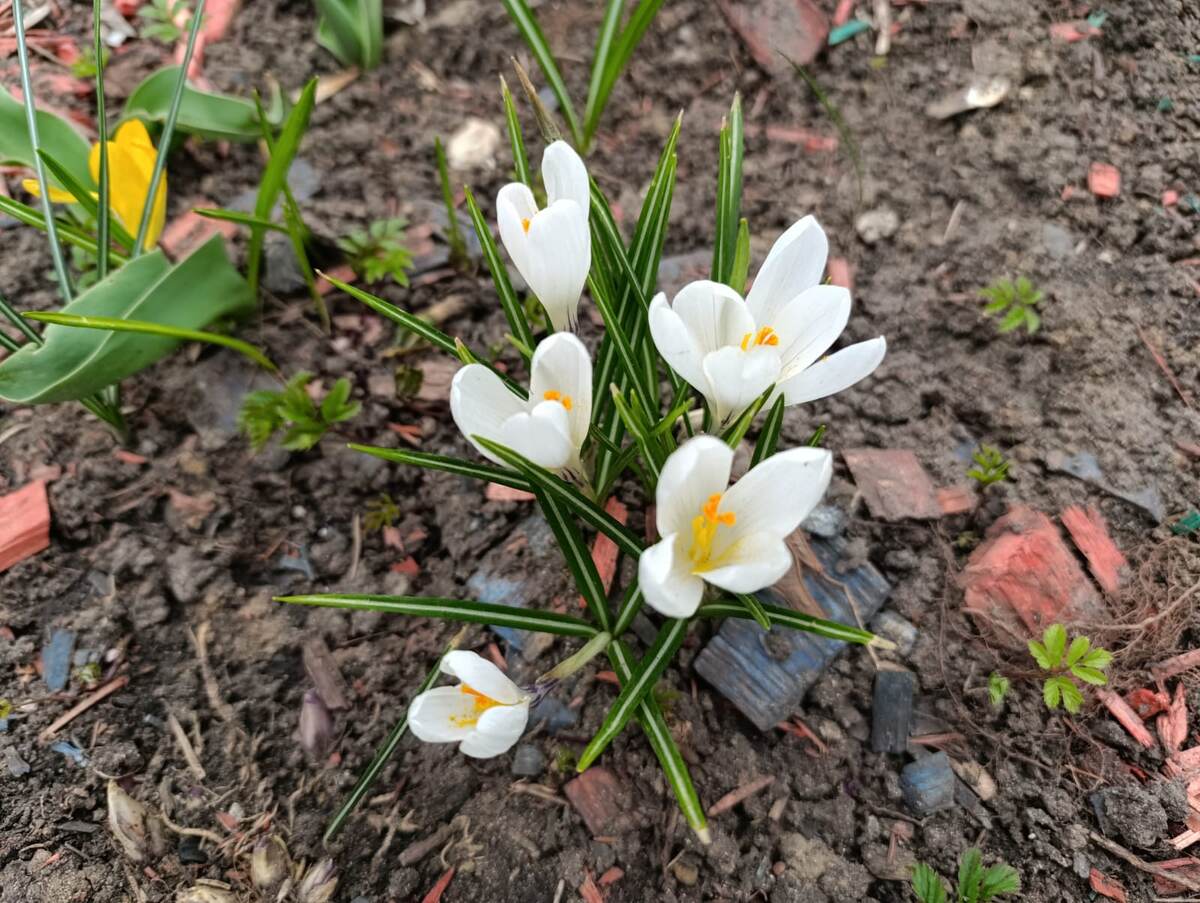 Белые показались издалека подснежниками. Ну очень же похожи, да?)