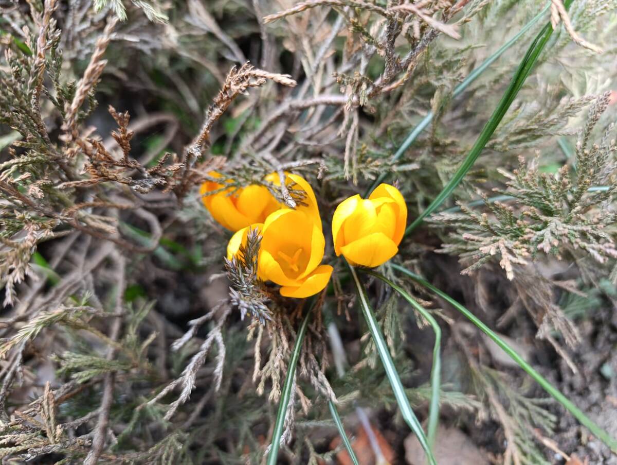 Желтые смотрятся невероятно ярко.