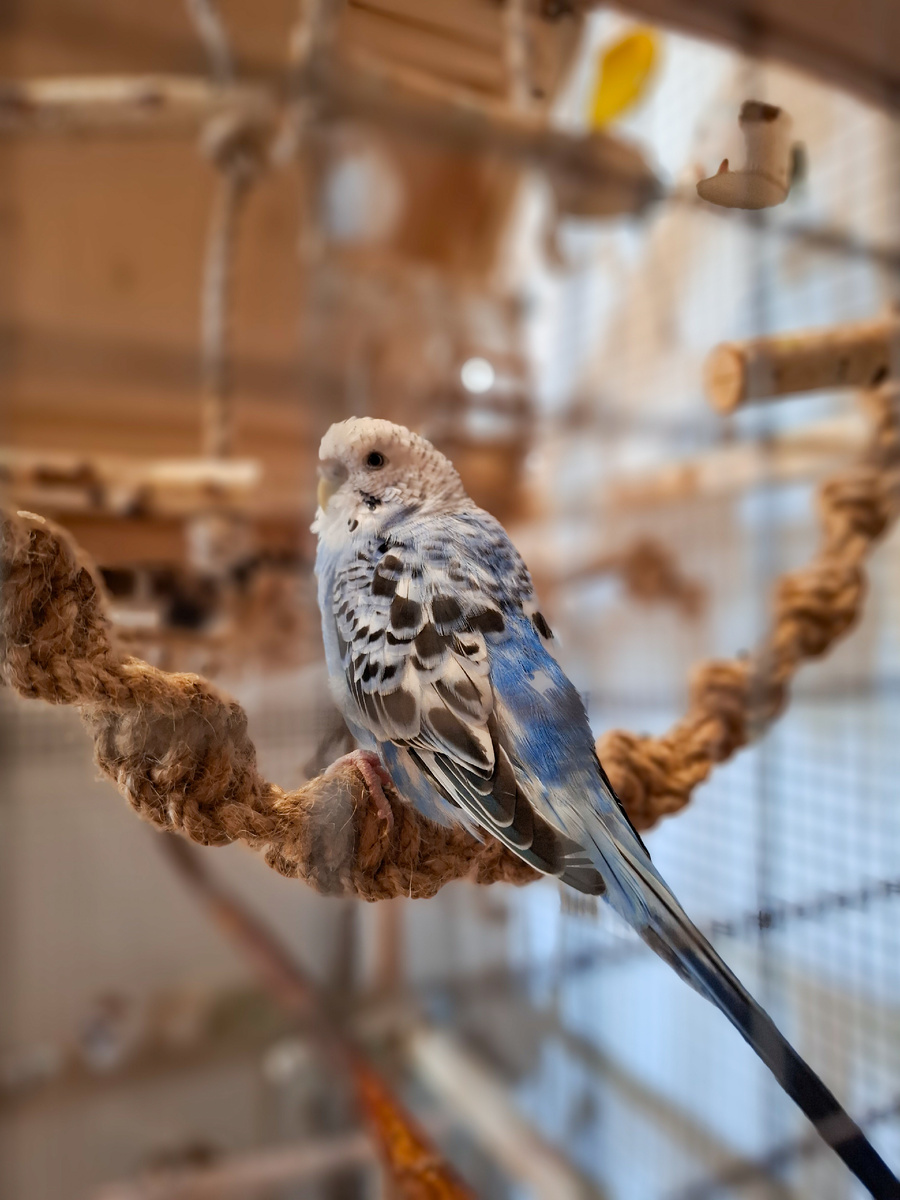 Джутовый канат для попугаев