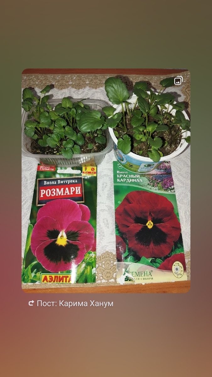 Пара рассадить в разные стаканы по 3 шт!