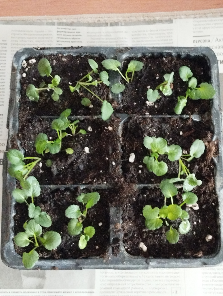 Отлично 👍🥰 