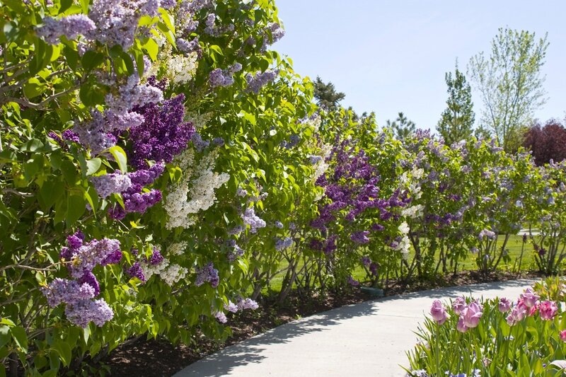 Живая изгородь из сирени