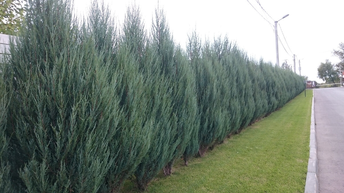 Живая изгородь из можжевельника