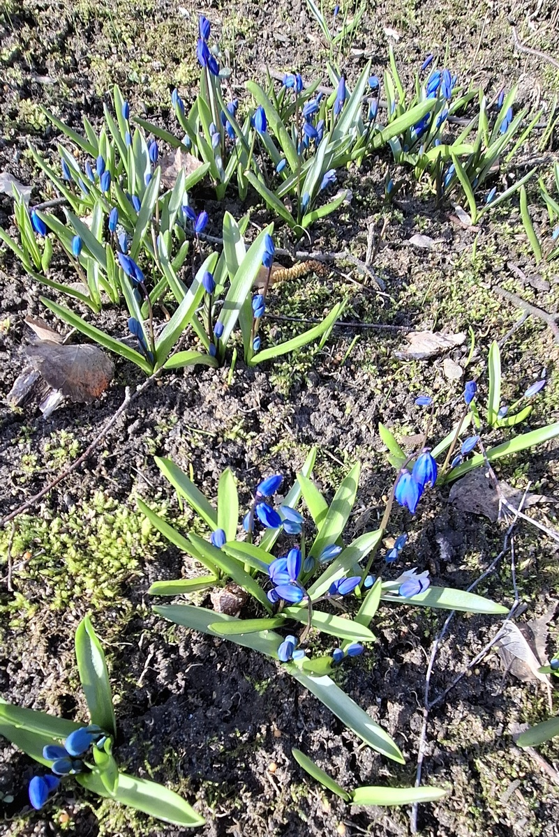 Шла в воскресенье утром на урок, увидела такую красоту, и захотелось мне сидеть в центре столицы, потягивая апероль, любоваться красотами окружающими.