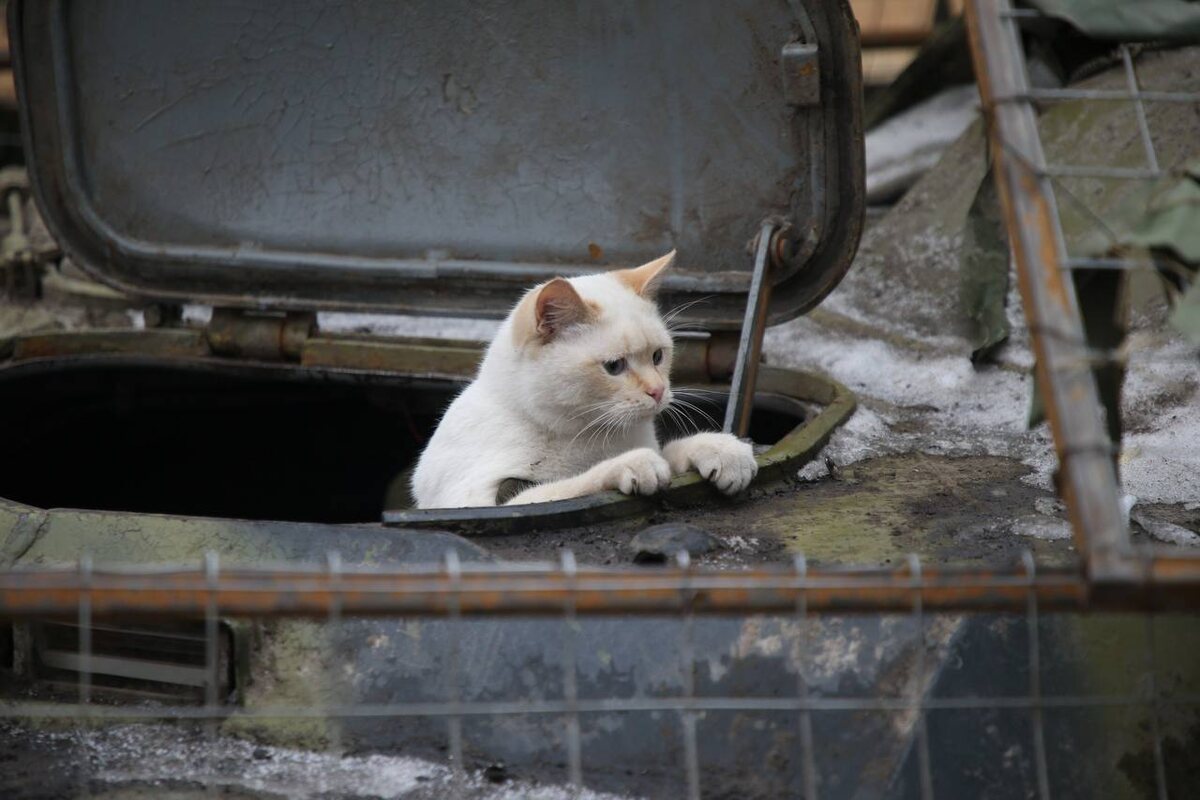    Кот Барсик осваивает БТР в курском приграничье