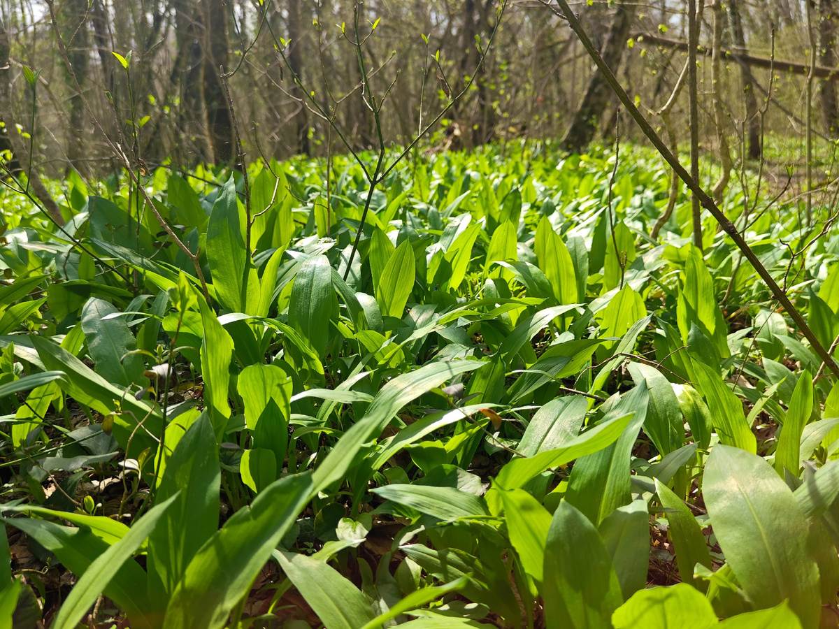Фото автора. 