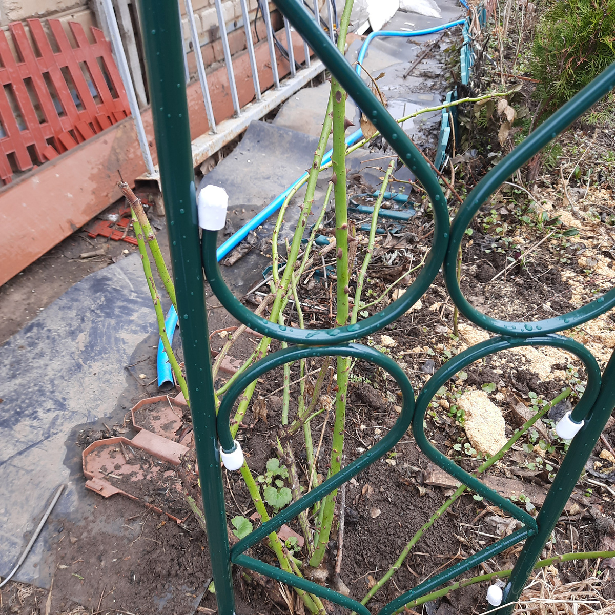 Роза супер Эксцельза, еще пока не поднимала