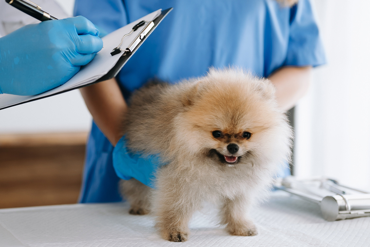 Абсолютно любая собака может столкнуться с этой бедой