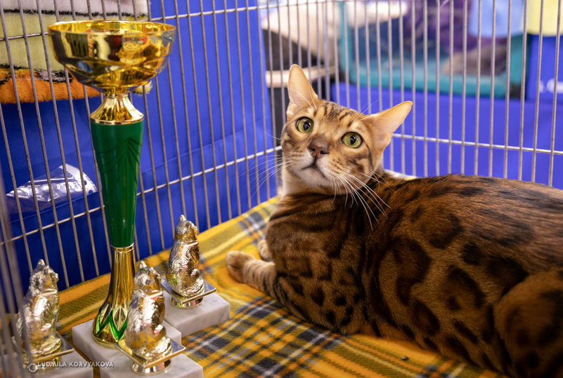     Бенгальская порода