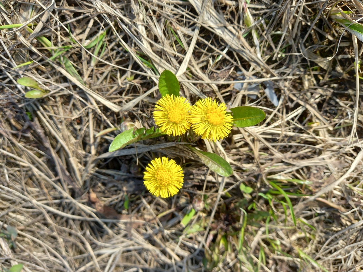 У меня есть собственный "таракан": пока не увижу мать-и-мачеху - нет весне. В этом году решила не полагаться на случай, а специально прогулялась в те места, где она всегда рано появляется. Всё, я спокойна теперь: моя весна начала свой отсчёт.