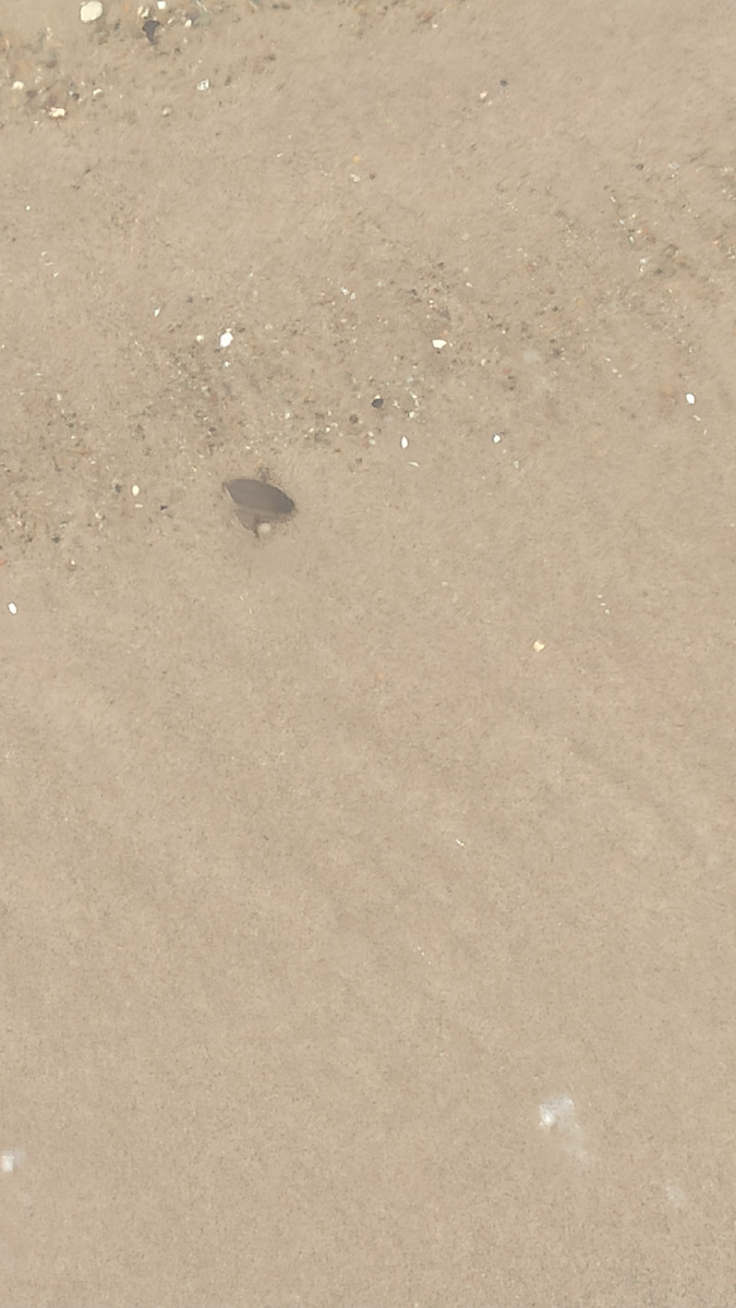 Жук плывунец 