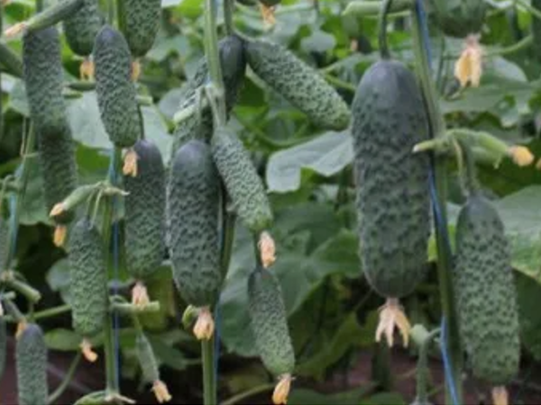 Огурец Мадрилене F1, Скрин фото. Листайте галерею