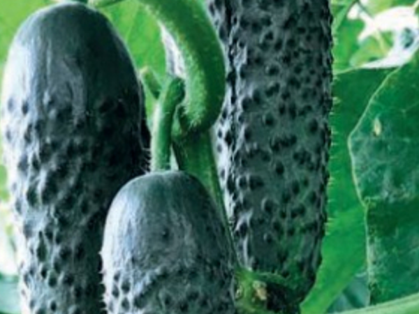 Огурец Мадейра F1. Скрин фото