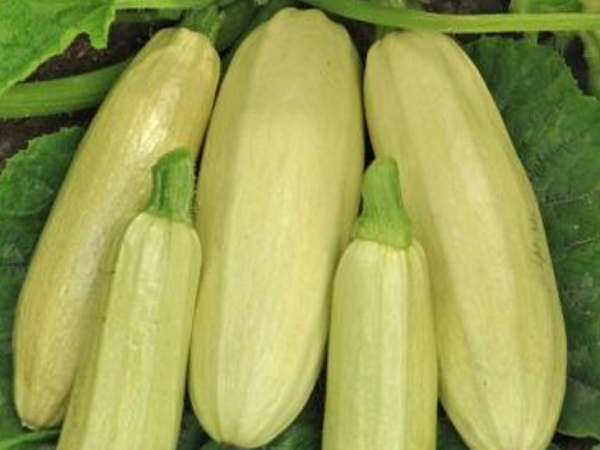 Кабачок Якорь. Скрин фото