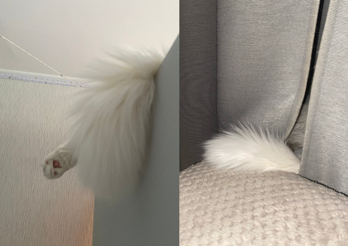 Узнай кота. А это Свэн. главный представитель нашего котосемейства ProBalance