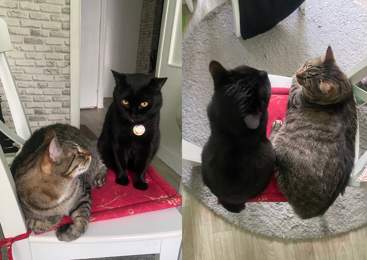 Марсель (слева), Тайсон (справа) - lдвое представителей нашего котосемейства ProBalance