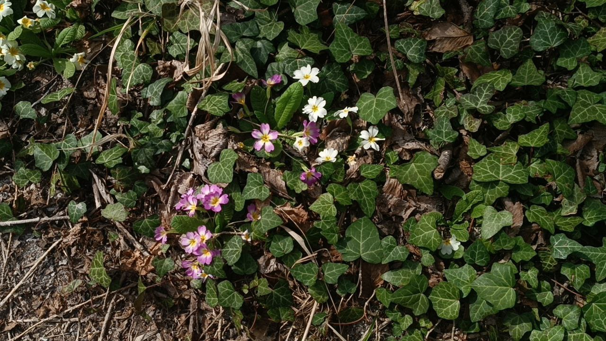 По дороге было много разных цветов