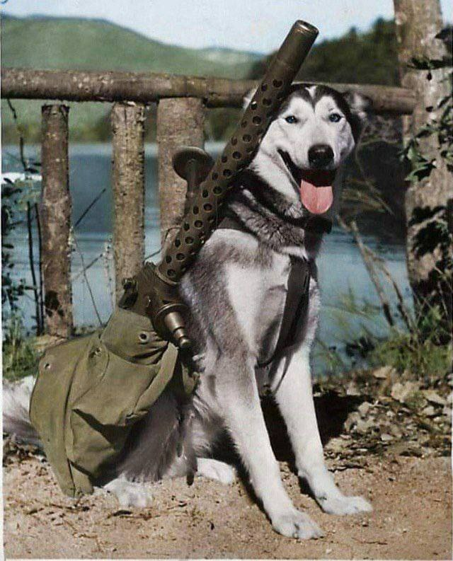 Верный помощник пулеметчика в армии США, 1942 год.