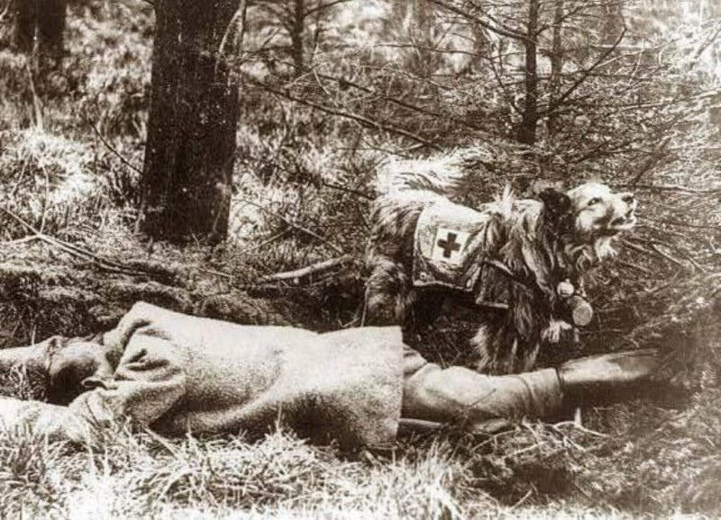 Собака-санитар разыскала раненного солдата, Первая мировая, 1916 год.
