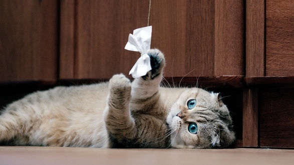 Фото из Интернета.