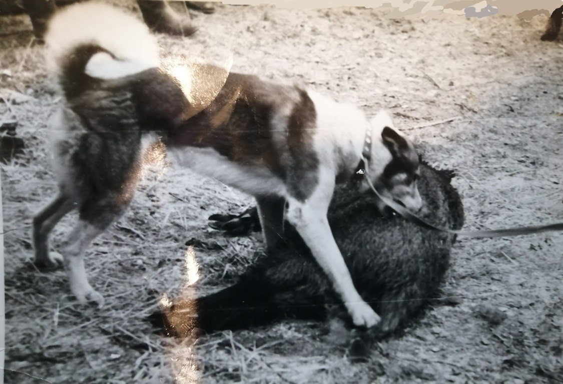 Это- моя добыча! Яранг и повнрженный кабанчик с очень острыми клыками. Засветки на фото надо убрать.