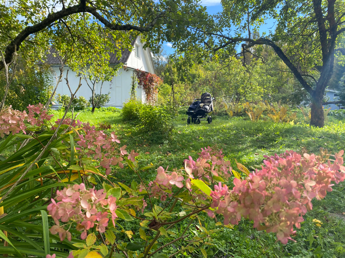 Яблоневый сад