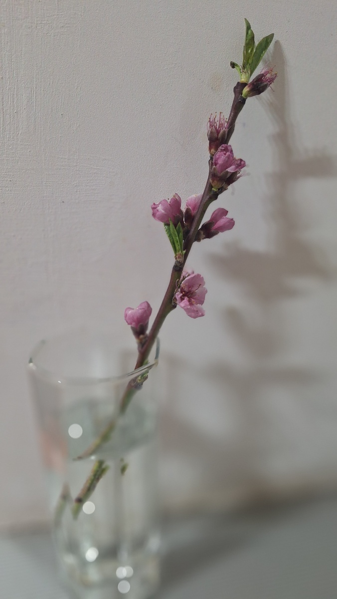 Наверное персик. Кто-то срубил дерево и я взяла себе веточку.