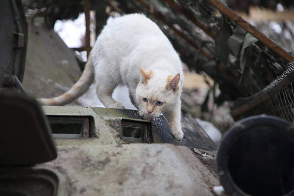    Фото: Росгвардия