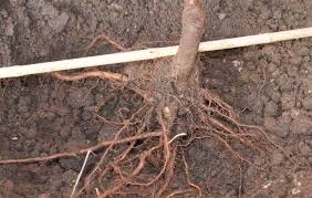 Корни должны быть здоровыми, хорошо развитыми, без признаков гнили, повреждений и усыхания