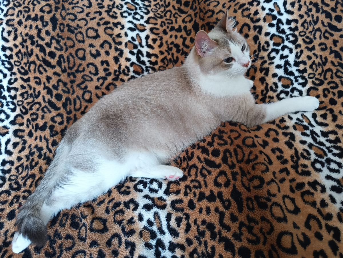 Кошка Ума. Фото автора.