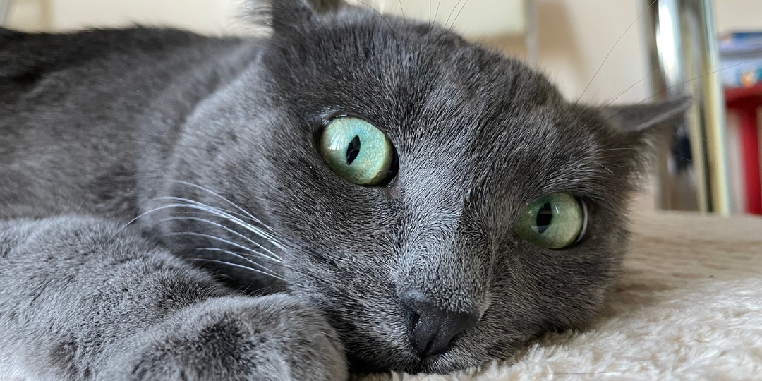 Кто кошку не послушается, тот потом пожалеет. У нас так и случилось