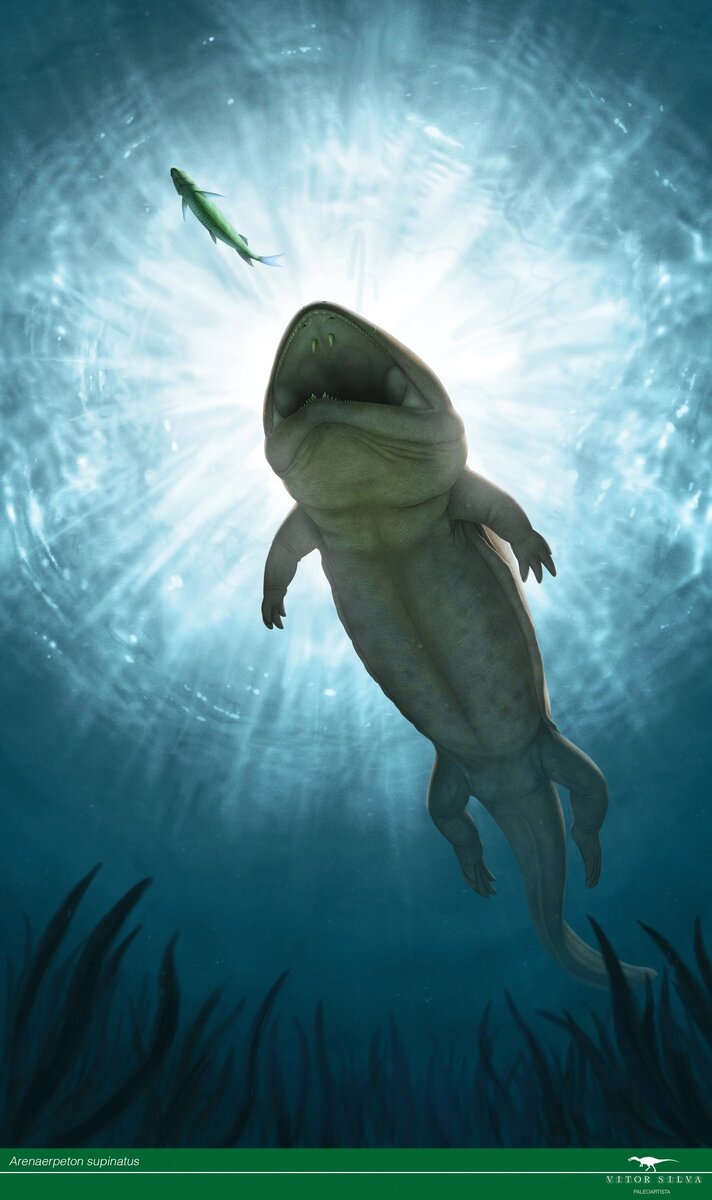 Аренаэрпетон охотиться на рыбёшку. Хоть он и появился в раннем триасе, но так же сохранился и в среднетриасовых экосистемах.