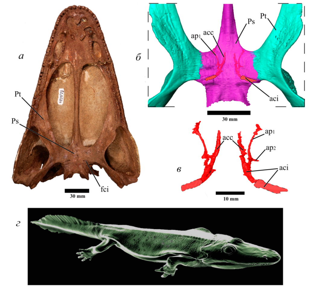Череп и органы чувств, а также реконструкция раннетриасового темноспондила владленозавра.
