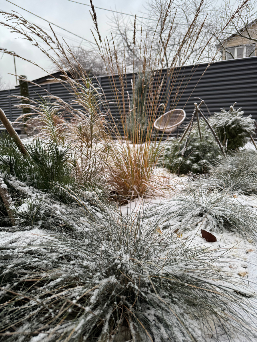  Молиния голубая Морхекс. Molinia caerulea