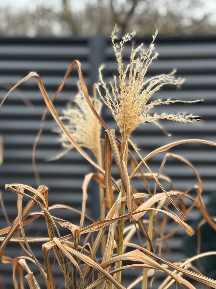 Мискантус китайский Зебринус. Miscanthus sinensis Zebrinus