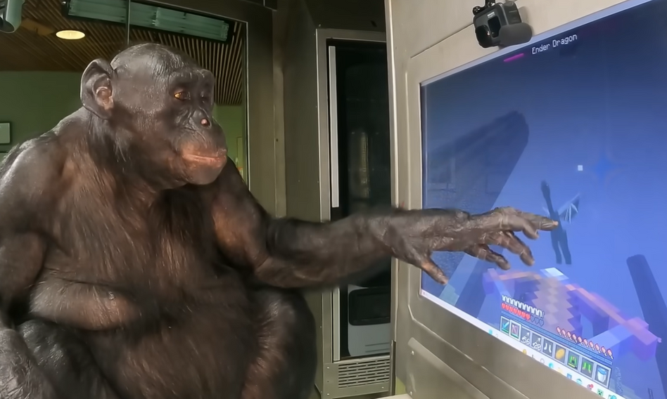 Канзи играет в Майнкрафт