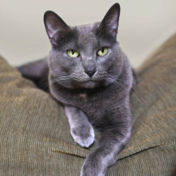 Фото из Интернета.