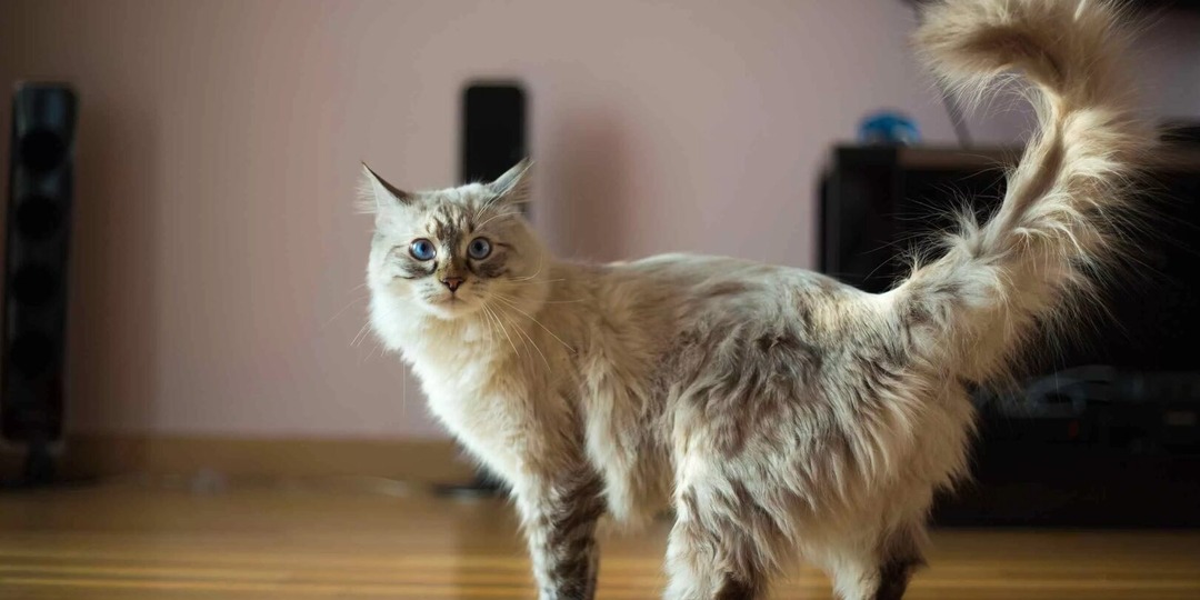 Почему кошка бьёт хвостом