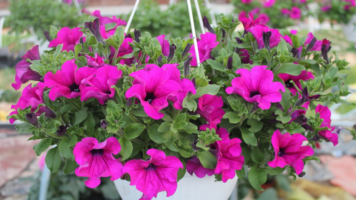 Результат применения натуральных подкормок - более 35 цветов на одном растении