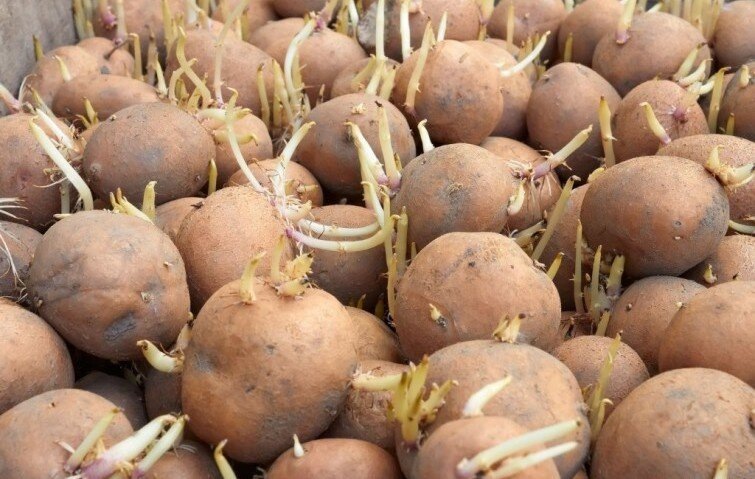 Оптимальная температура для проращивания +15...+18°C. 